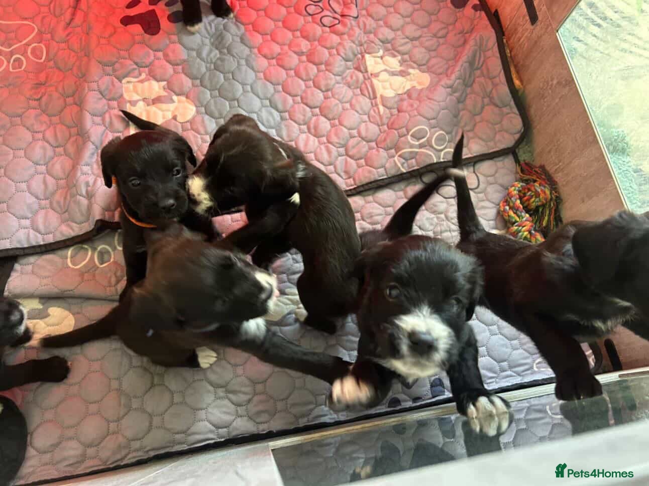 Mixed Breed dogs Boxer-Doodle Puppies  - Advert 1