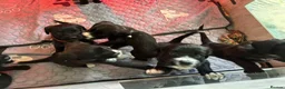 Mixed Breed dogs for sale: Boxer-Doodle Puppies  - Advert 4