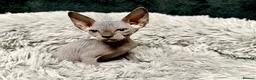 Sphynx cats for sale: TICA Reg Sphynx Kittens, Extensive Genetic Testing - Advert 14
