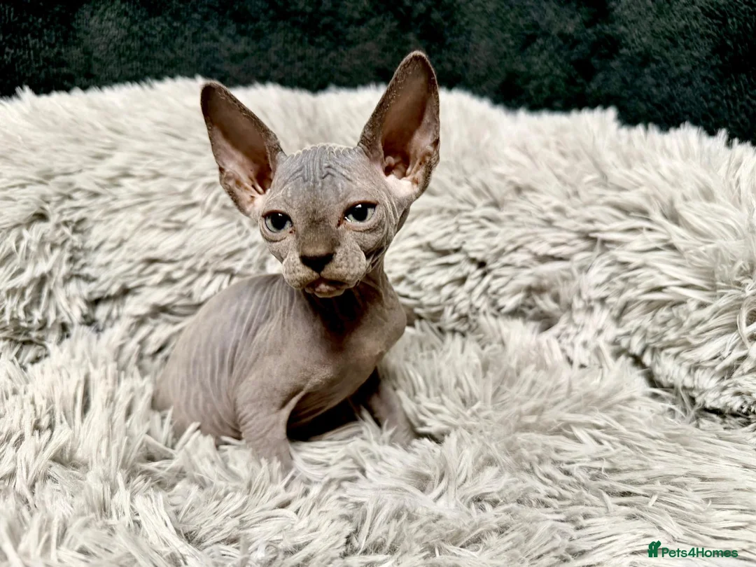 Sphynx cats for sale: TICA Reg Sphynx Kittens, Extensive Genetic Testing - Advert 14
