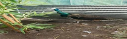 Peafowl poultry for sale: Pair of bonded peafowl - Advert 2