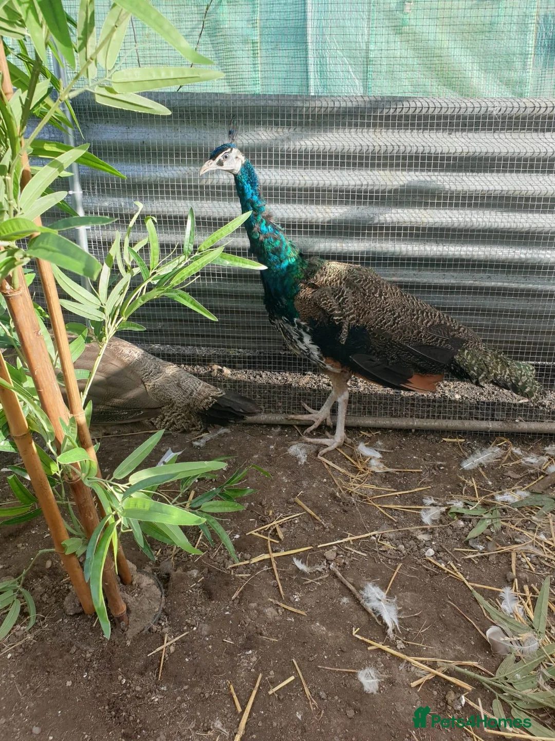Peafowl poultry for sale: Pair of bonded peafowl - Advert 2
