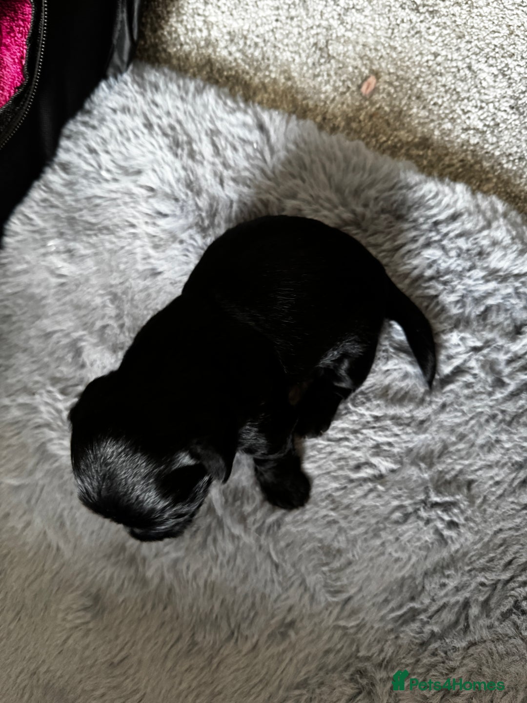 Yorkiepoo dogs for sale: 3 Beautiful Yorkiepoo puppies - Image 2