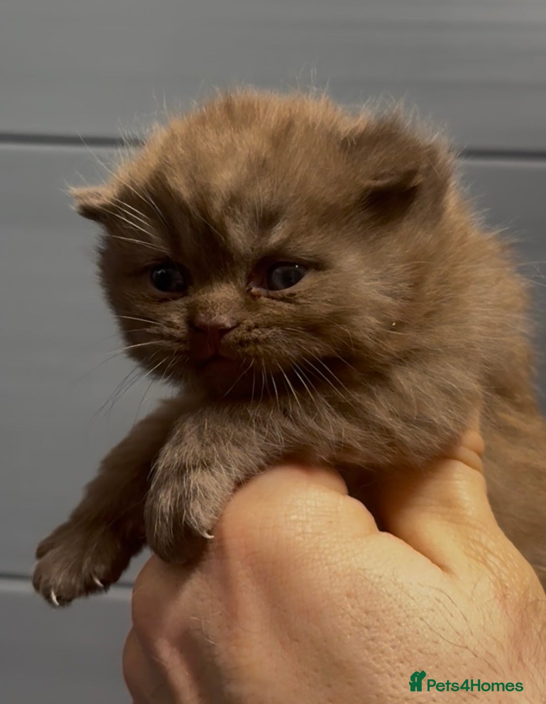 British Shorthair cats for sale: Beautiful chunky boys looking new home - Advert 6