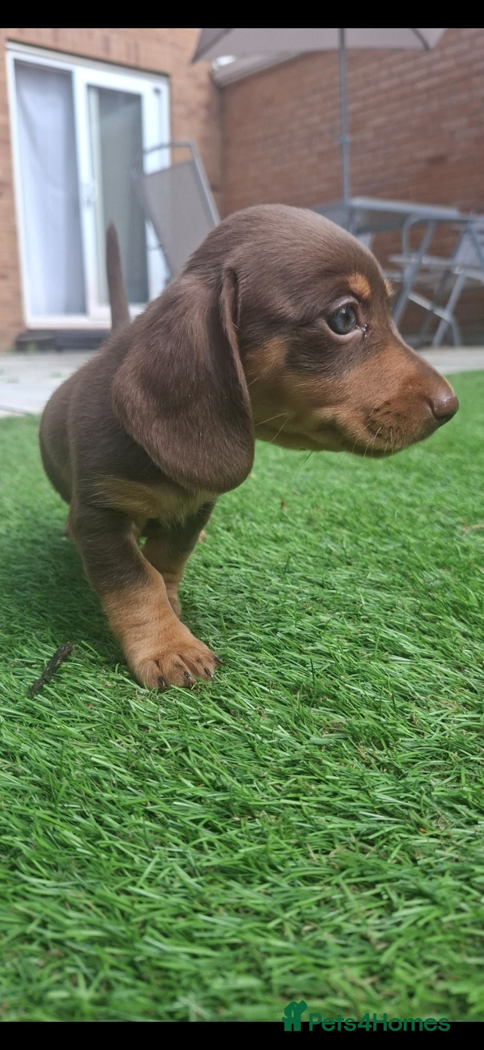 Miniature Dachshund dogs 2 miniture dachshunds 1 boy 1 girl - Advert 3