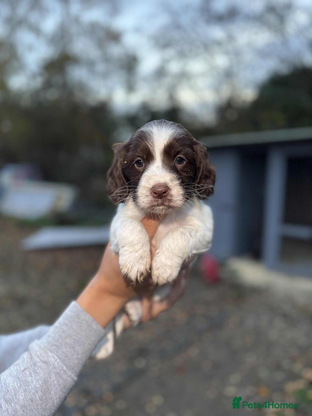 Cocker Spaniel dogs for sale: working cocker spaniel puppies ready to go now - Advert 8