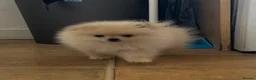 Pomeranian dogs for sale: Beautiful Pomeranian Puppy  - Advert 8