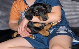Dachshund dogs for sale: Dachshund miniature smooth haired - Image 1