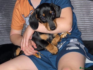 Dachshund dogs - Advert 1