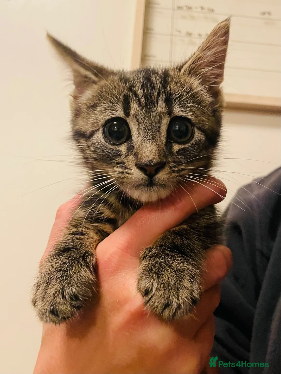 Domestic Shorthair cats for sale: Male tabby kitten - Advert 2