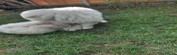 Samoyed dogs for sale: Fluffy Samoyed Puppies 🐾 - Advert 4