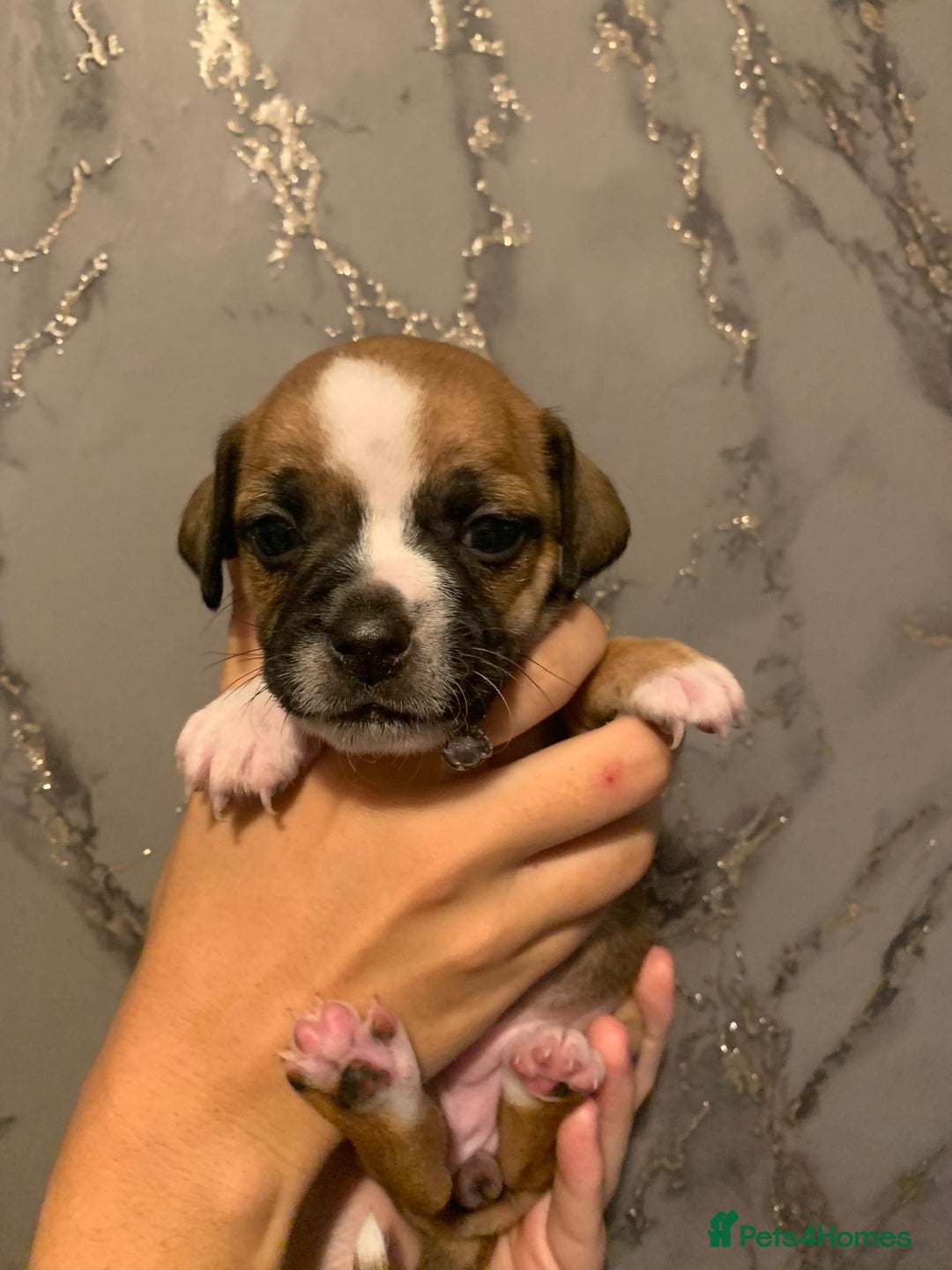 Jug dogs for sale: Beautiful litter of jack russle x jug - Image 8