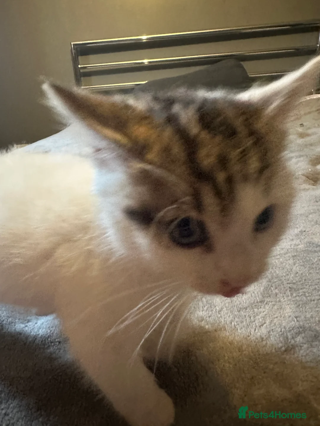 Mixed Breed cats for sale: Playful kitten ready to find a home (9 weeks) - Advert 3