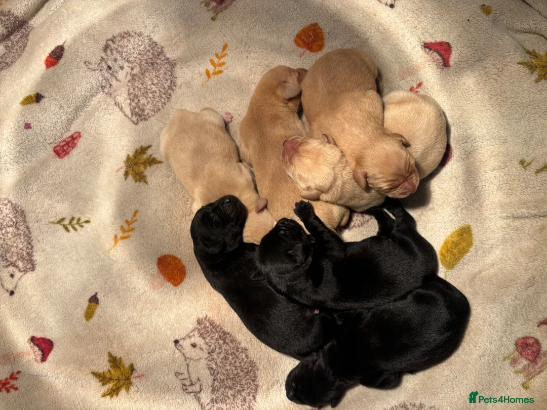 Labrador Retriever dogs for sale: Labrador puppies  in Minehead - Advert 2