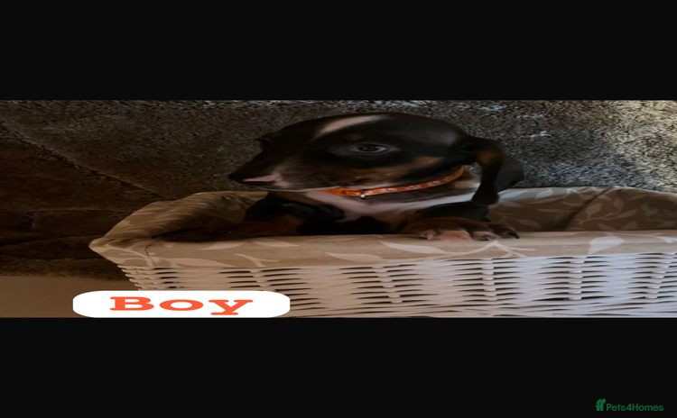 Dachshund dogs - Advert 8