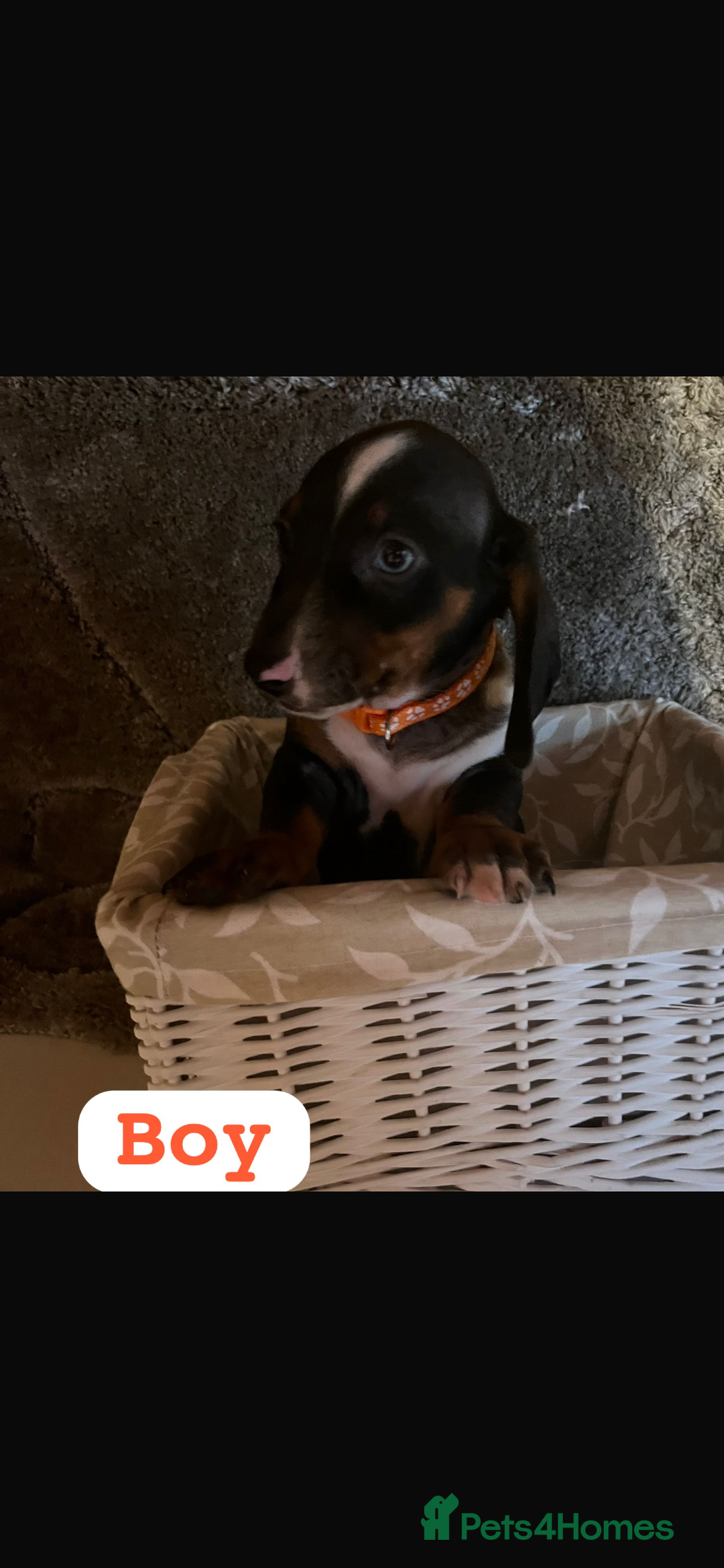 Dachshund dogs for sale: Dachshund  - Image 2