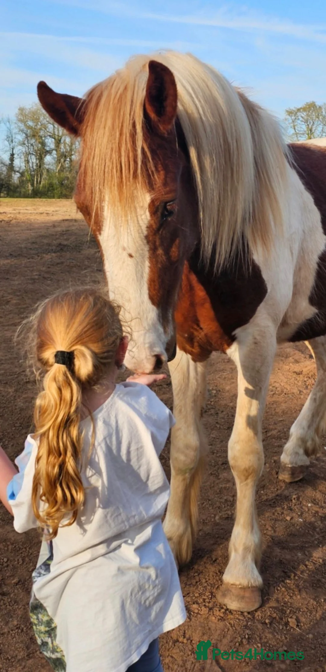 Paint horses for sale: ❤️ Goonie-cracking red and white cob gelding ❤️ in Tiverton - Advert 2