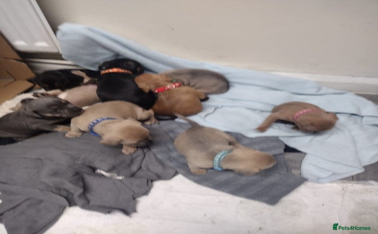 Mixed Breed dogs - Advert 4