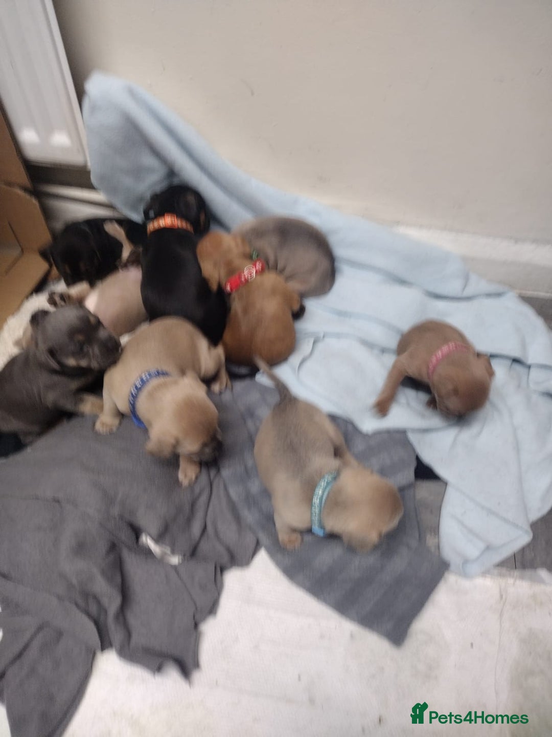 Mixed Breed dogs for sale: French x staffy cocker spaniel  - Image 1
