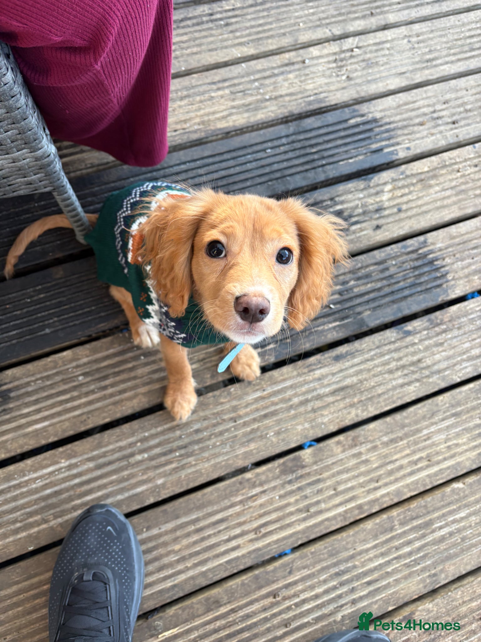 Cockalier dogs 7 month old cocker spaniel  - Advert 1