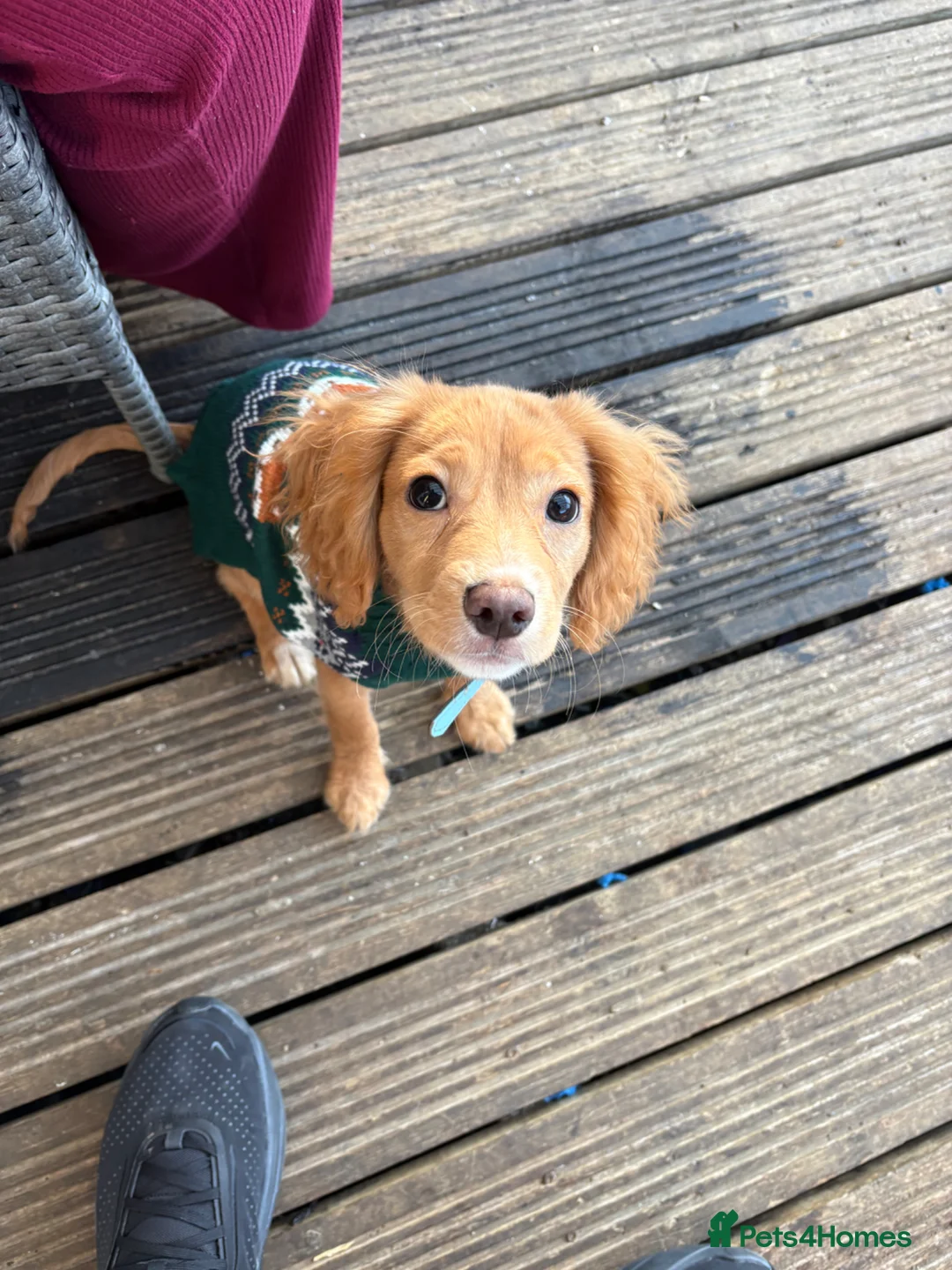 Cockalier dogs for sale: 7 month old cocker spaniel  - Advert 1