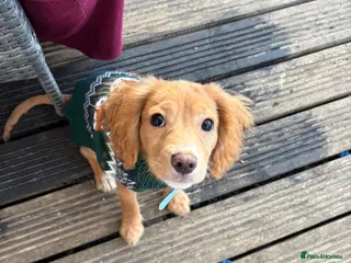 Cockalier dogs 7 month old cocker spaniel - Advert 1