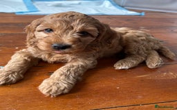 Cockapoo dogs for sale: Adorable Cockapoo Puppies  - Image 11