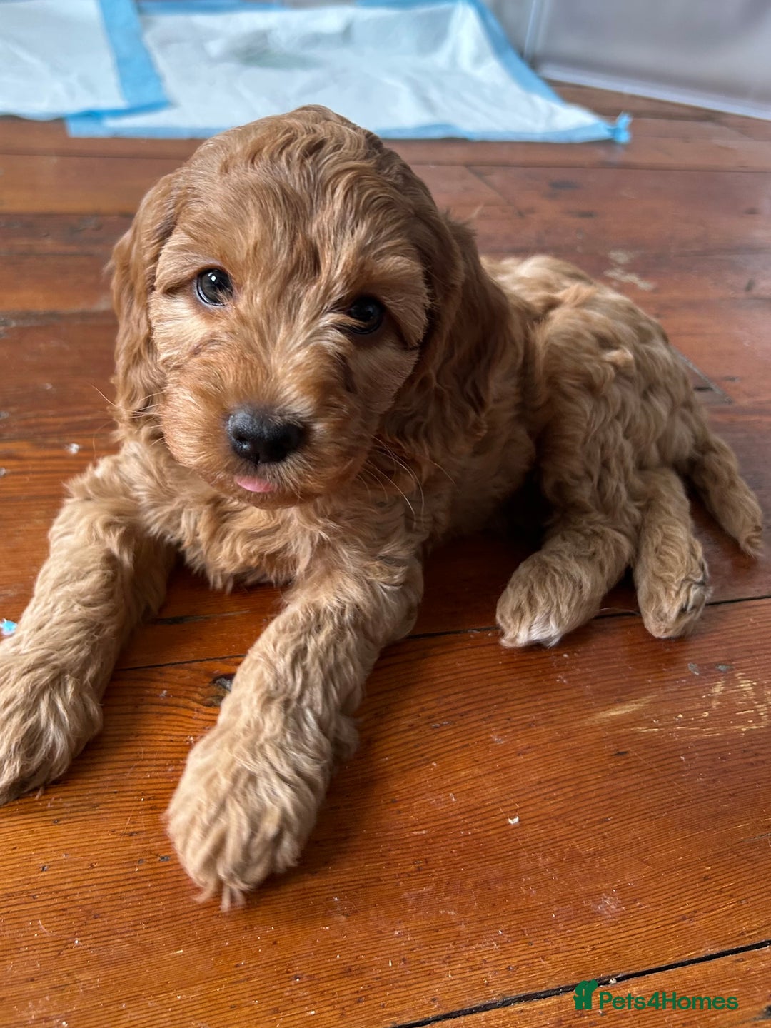 Cockapoo dogs for sale: Adorable Cockapoo Puppies  - Image 11