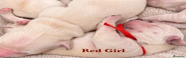 Red Girl ❤️