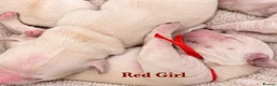 Golden Retriever dogs for sale: Champion line puppies 🏆 - Advert 11