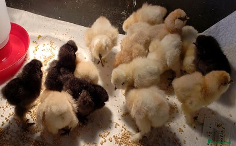 Chickens poultry - Advert 10
