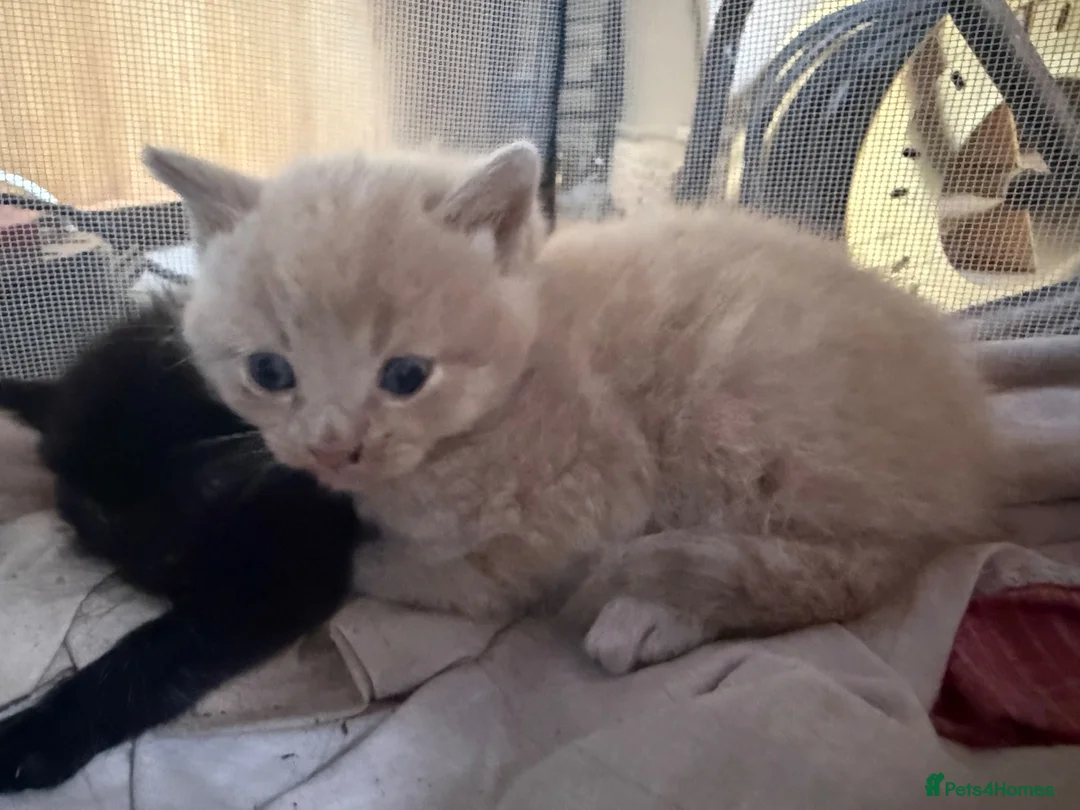 Mixed Breed cats for sale: Ragdoll x - Advert 5