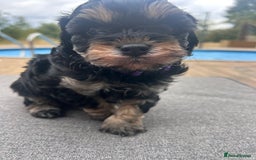 Cavapoo dogs for sale: 🌟HEALTH TESTED F1B CAVAPOO MERLE STUNNING PUPPIES - Image 7