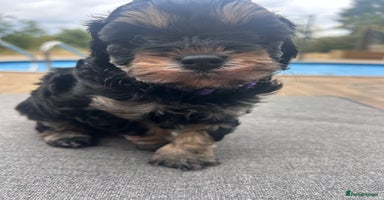 Cavapoo dogs - Advert 2
