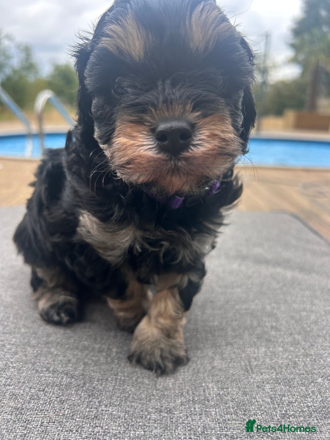 Cavapoo dogs for sale: 🌟HEALTH TESTED F1B CAVAPOO MERLE STUNNING PUPPIES - Image 7