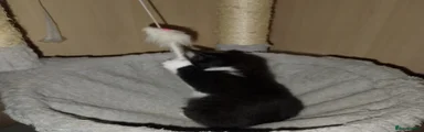 Black and white mixed bengal kitten 