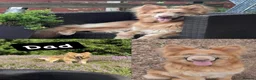 German Shepherd dogs for sale: RARE Elite Working GSD German shepherd puppy’s  - Advert 7