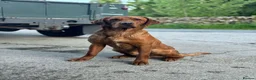 Labrador Retriever dogs for sale: Exceptional Fox Red Labrador Retriever Puppies - Advert 7