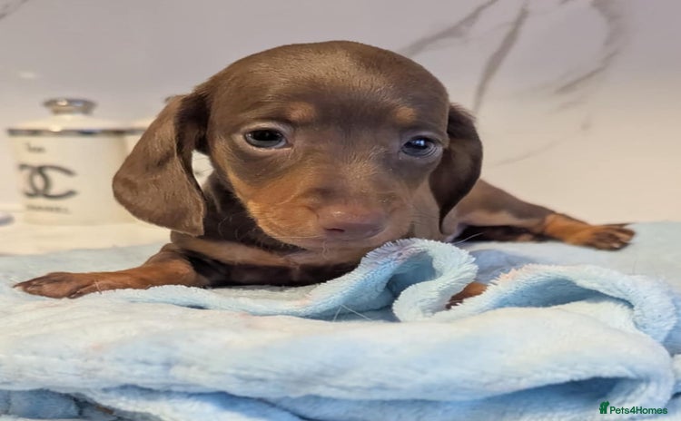 Dachshund dogs - Advert 9