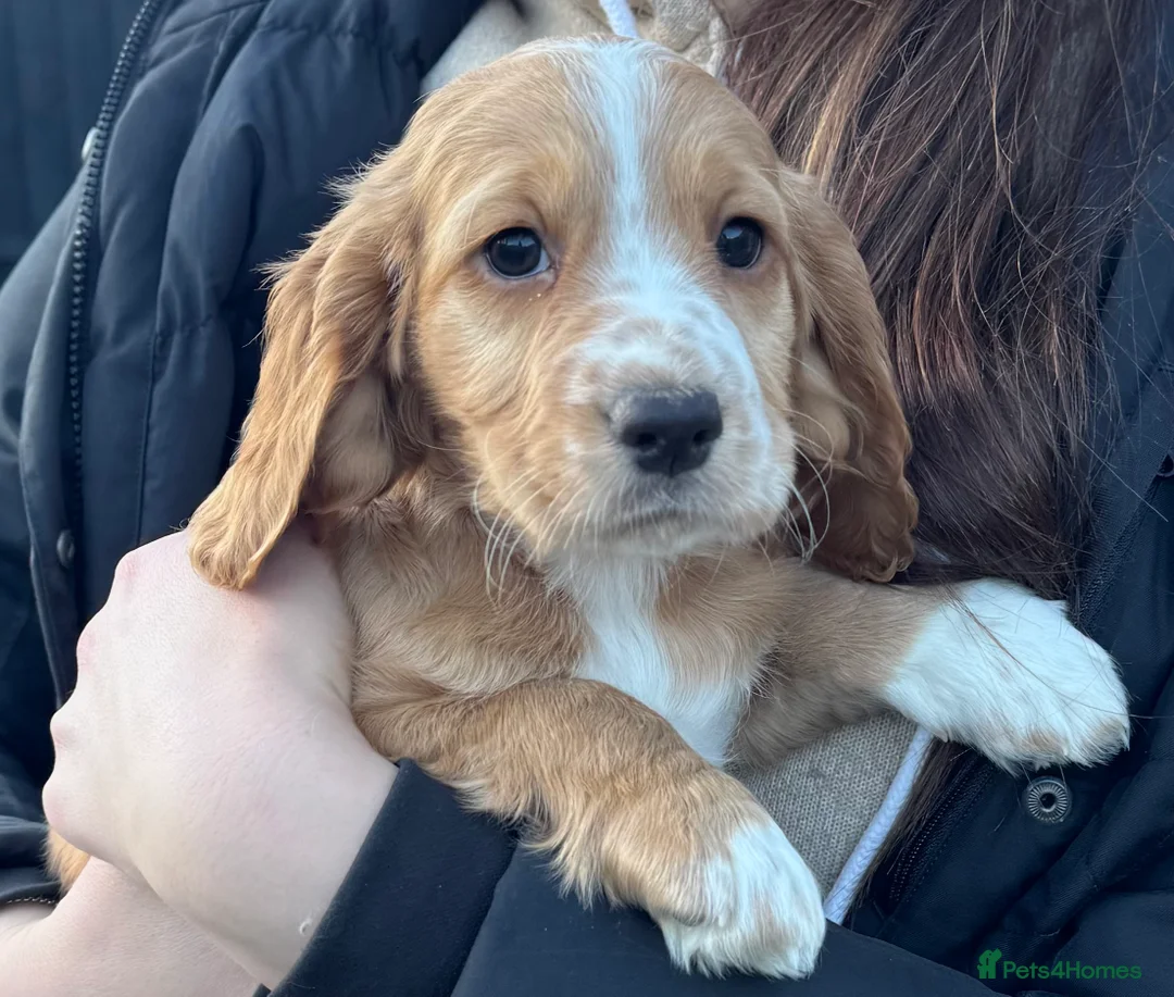 Cocker Spaniel dogs for stud: K C registered - Mr Midnight for Stud in Huddersfield - Advert 24