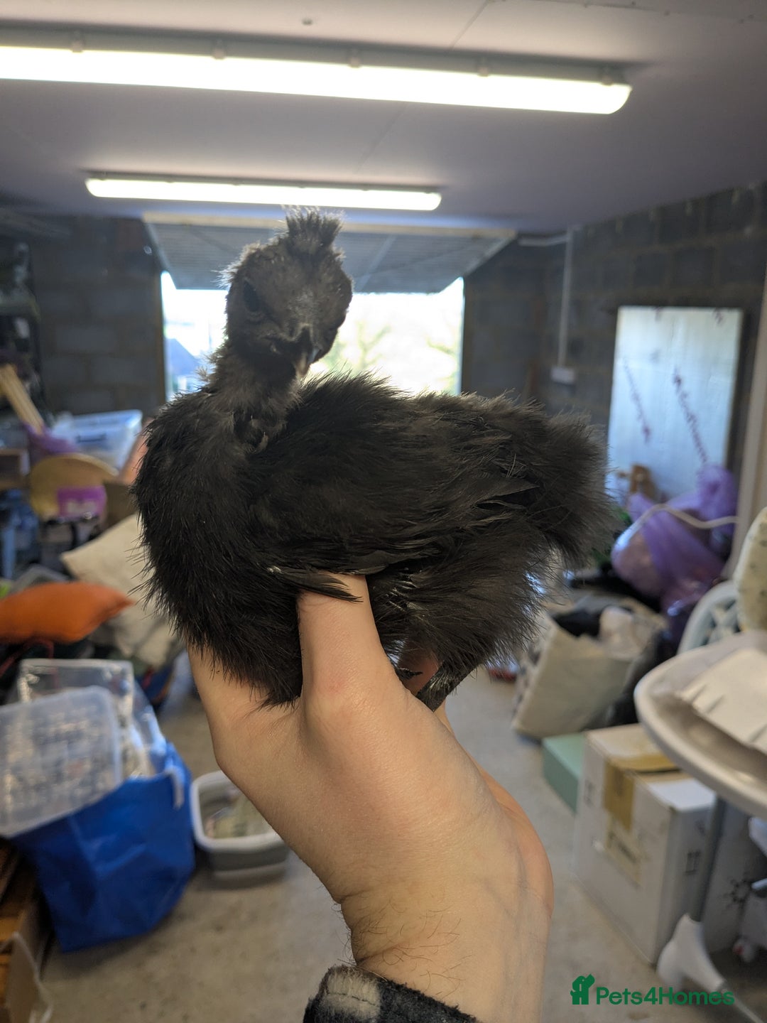 Chickens poultry for sale: Unsexed silkie chicks - Advert 4