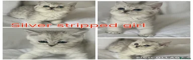 Silver tabby girl (red collar)