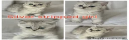 British Shorthair cats for sale: Silver GCCF British shorthairs girls - Advert 16