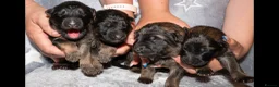 German Shepherd dogs for sale: KC, parents health Tested German shepherd Puppies  - Advert 23