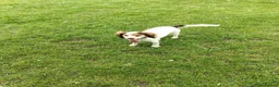 Cocker Spaniel dogs for sale: 20 month cocker spaniel  - Advert 2