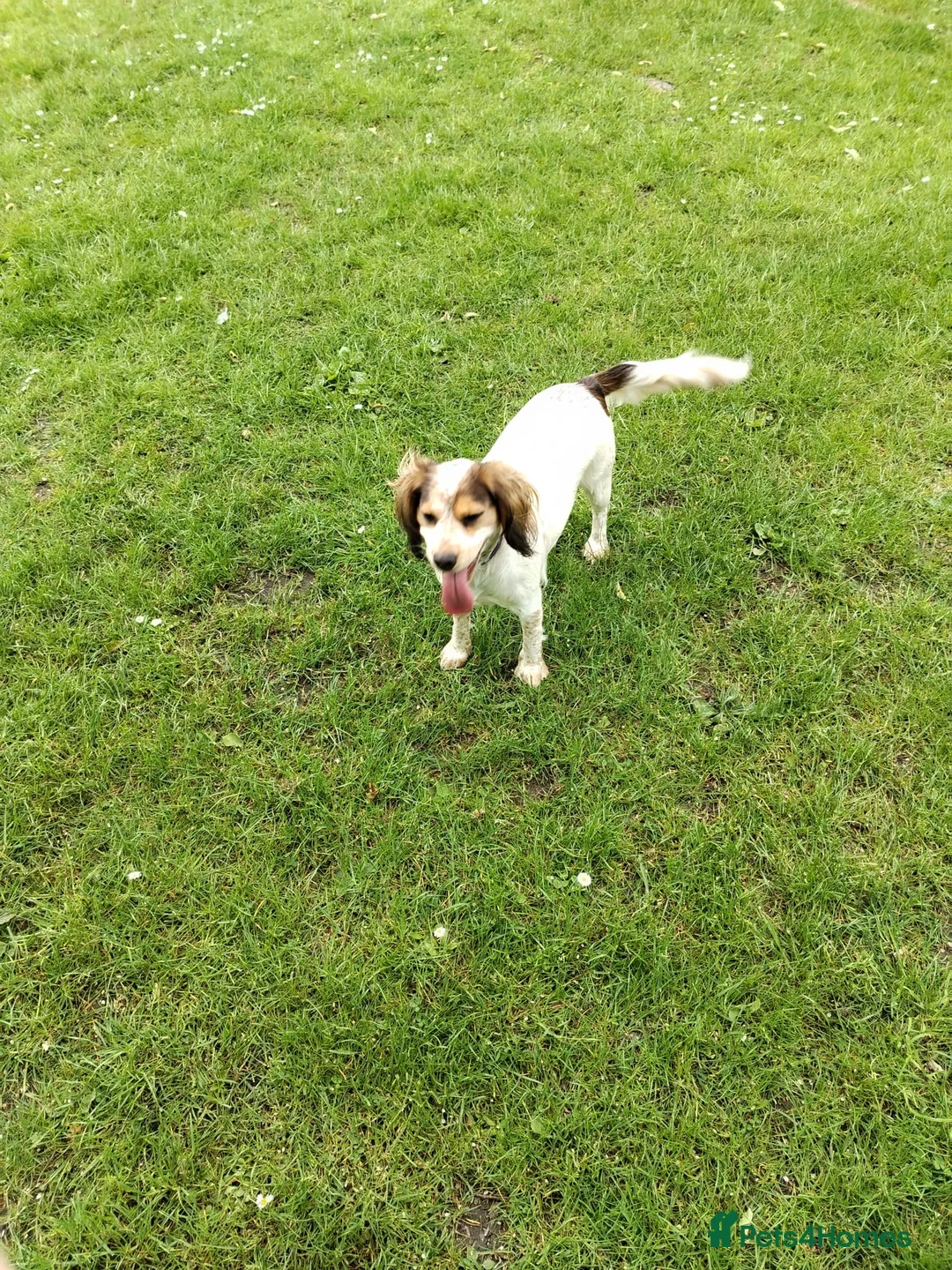 Cocker Spaniel dogs for sale: 20 month cocker spaniel  - Advert 2