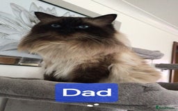 Ragdoll cats for sale: 2 gorgeous Ragdoll kittens  - Image 5