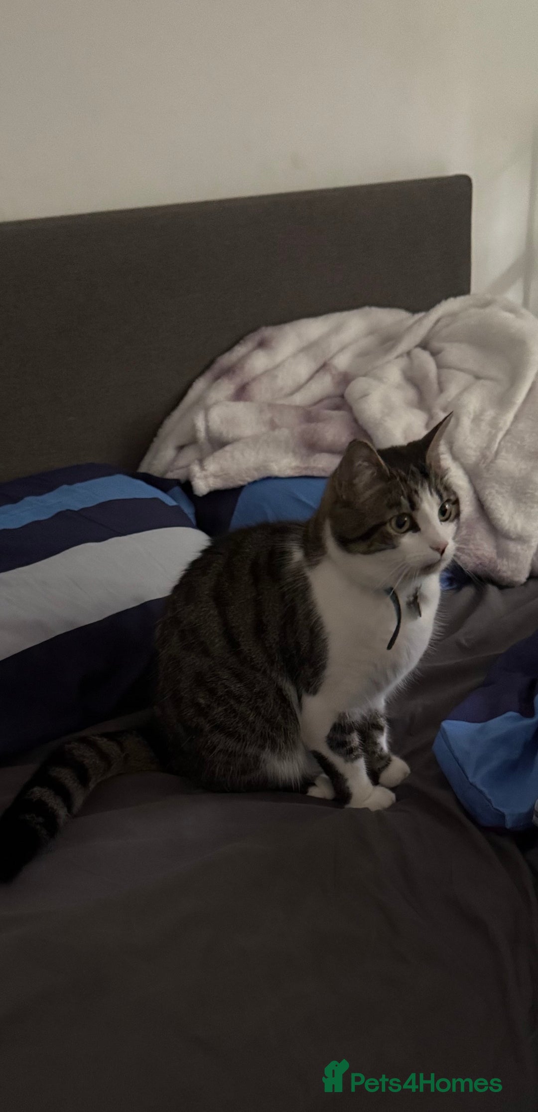 Domestic Shorthair cats for sale: Two loving cats for sale - Advert 5