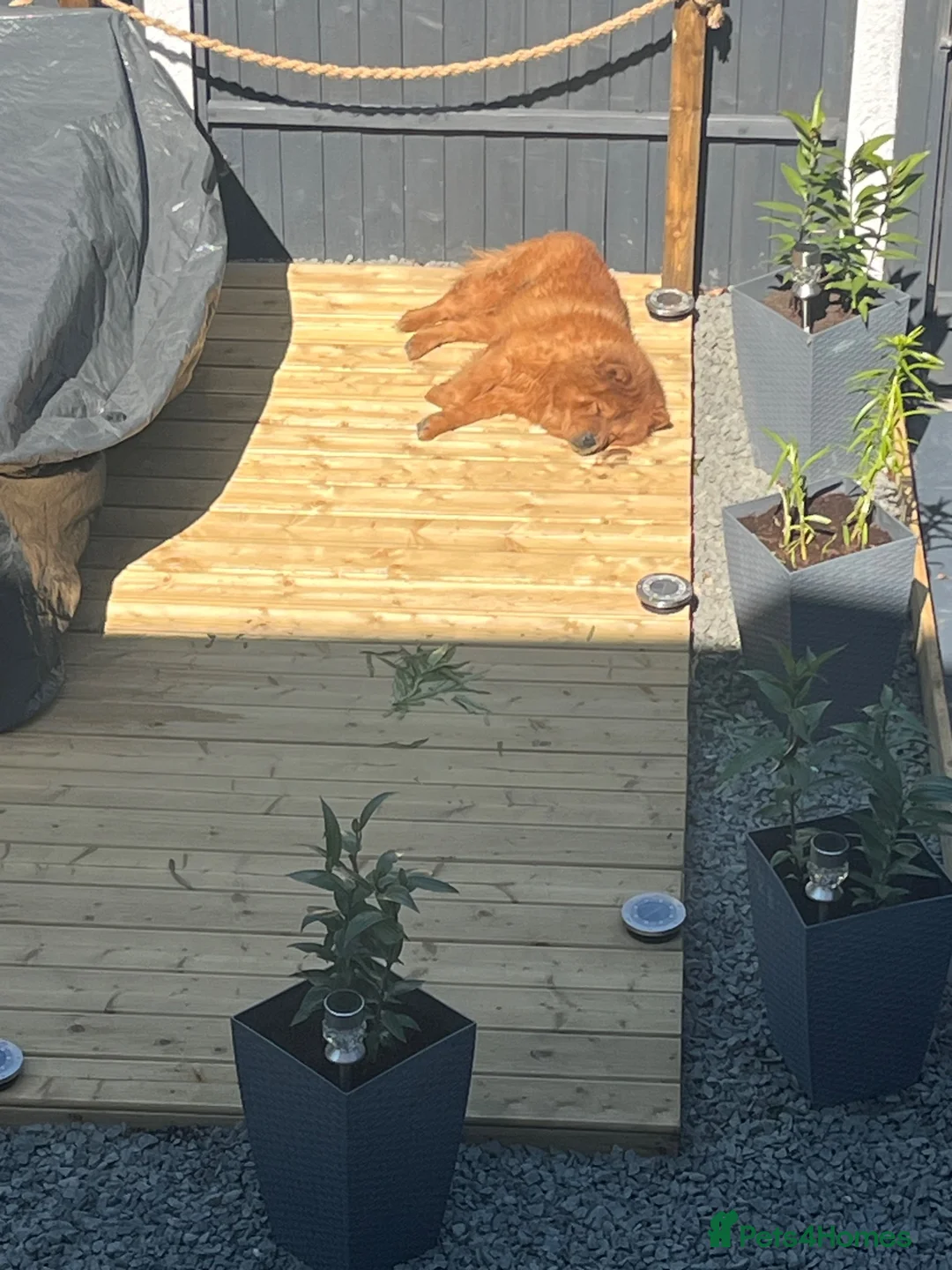 Chow Chow dogs for sale: Female and male chow chows  in Atherstone - Advert 6