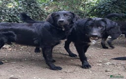 Mixed Breed dogs for adoption: Adopt beautiful Basil and George !  - Image 2